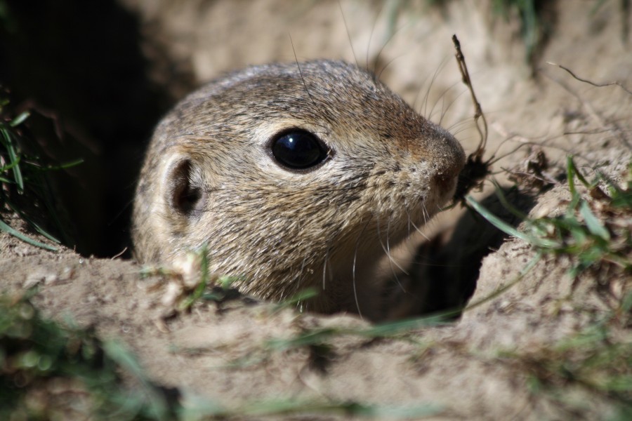 Europäischer Ziesel (Spermophilus citellus) Schloss Orth Nationalparkzentrum 5