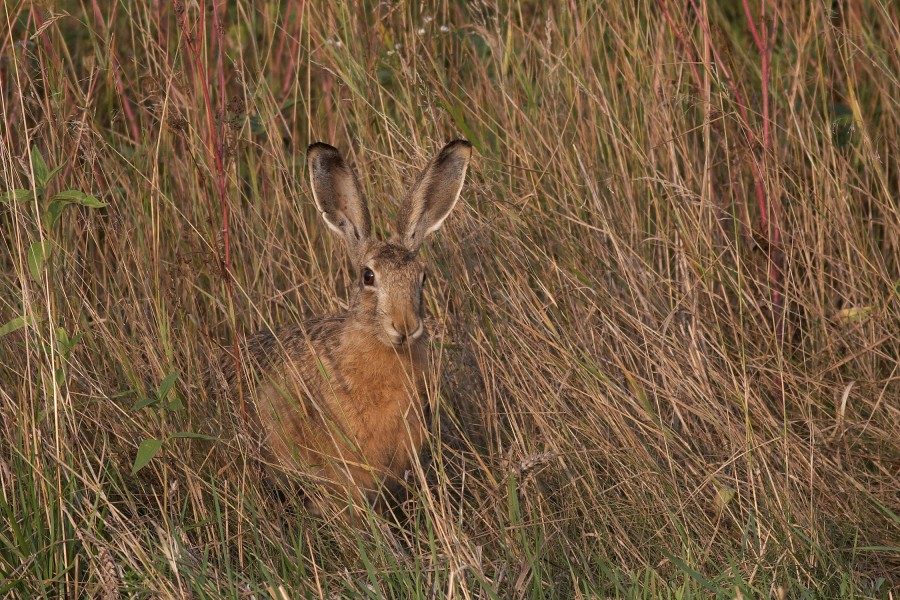 European Hare
