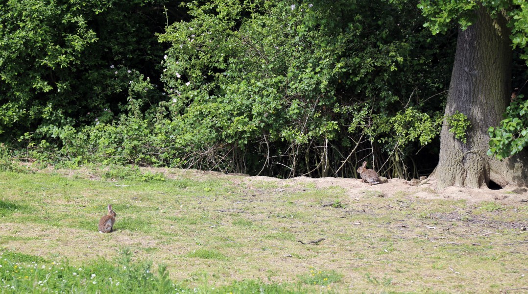 European Rabbit Oryctolagus cuniculus Woodland Trust wood Theydon Bois Essex England 01