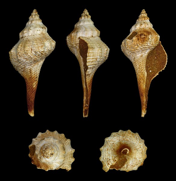 Euthriofusus burdigalensis costaria 01