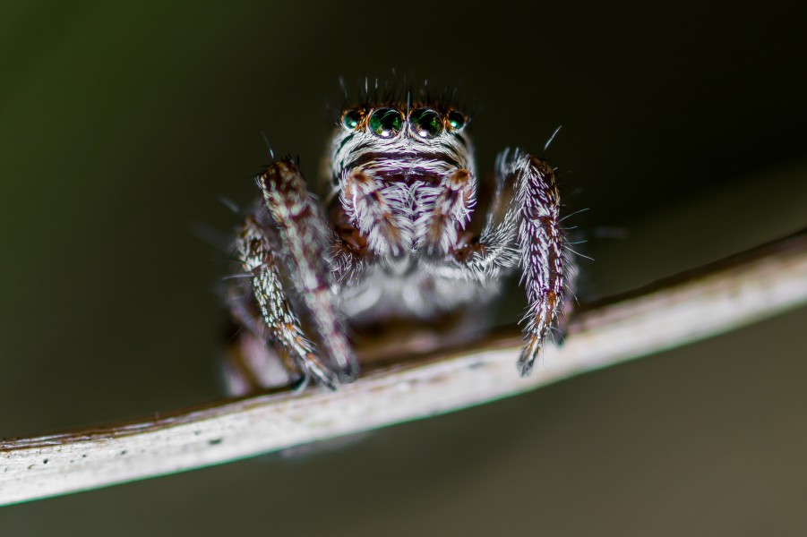 Evarcha arcuata (Weibchen)