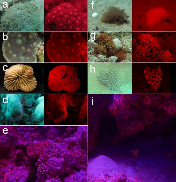 Examples of common red fluorescent invertebrates on coral reefs