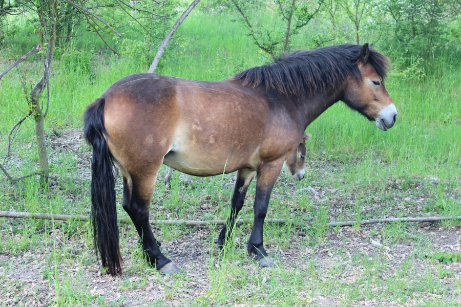Exmoor Pony in Milovice 13