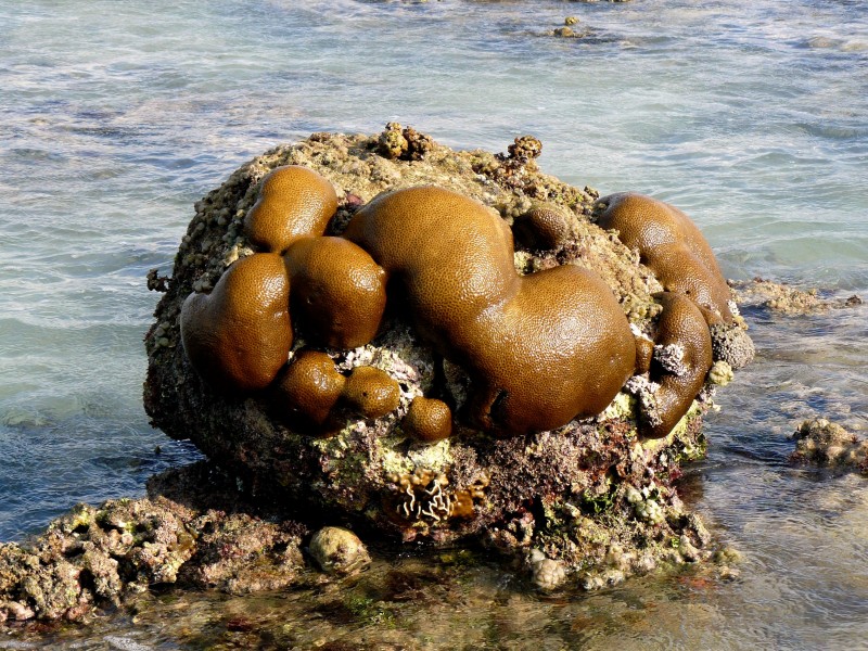Exposed Coral Reef, Gili Meno, Indonesia (933914824)