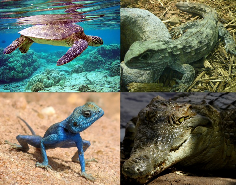 Extant reptilia
