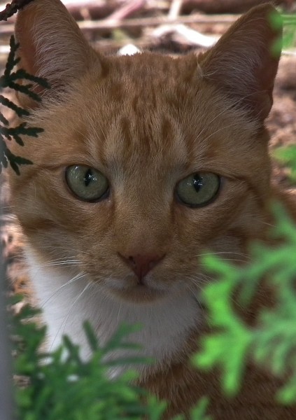 Extrem vorsichtiger Offenbacher Kater