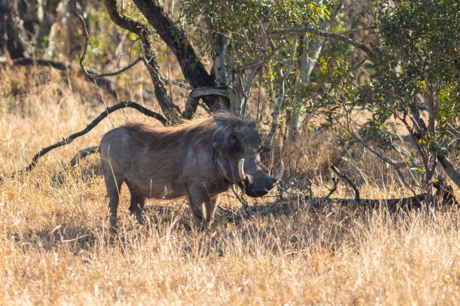 Facocero común (Phacochoerus africanus), parque nacional Kruger, Sudáfrica, 2018-07-26, DD 20