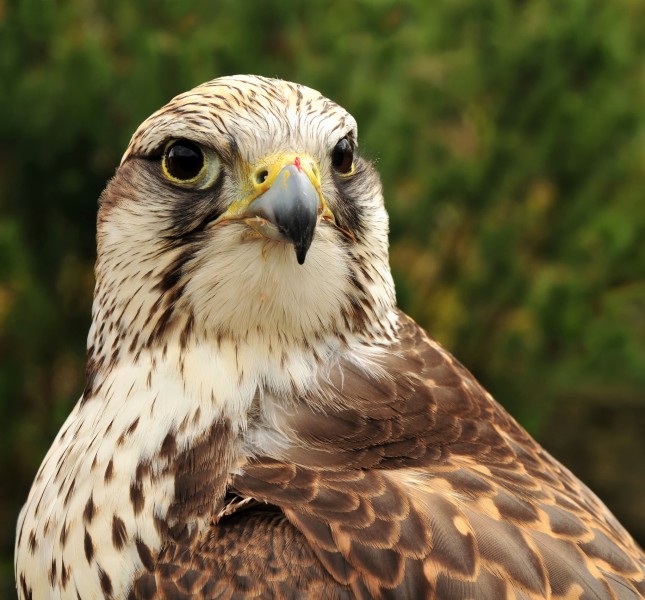 Falco cherrug cherrug (Gray, 1834)