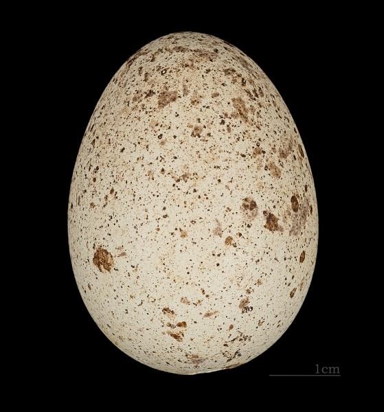 Falco jugger MHNT 227 India