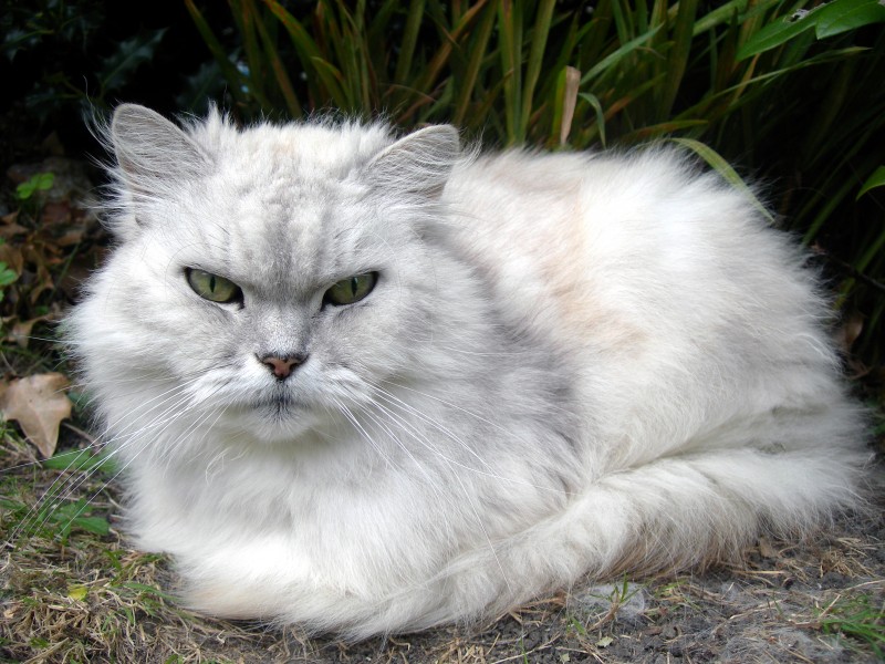 Fat Cat (4960786538)