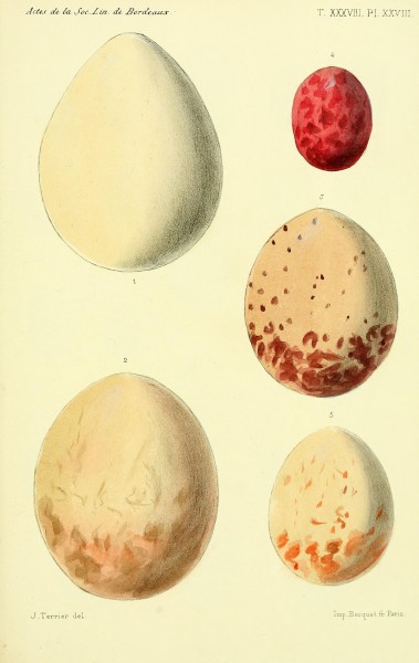 Faune de la Sénégambie (Planche XXVIII) BHL34755855