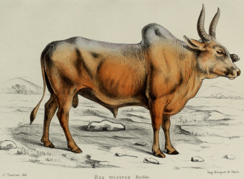 Faune de la Sénégambie, vertébrés (1883) (14770847054)