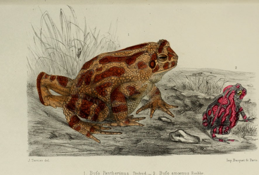 Faune de la Sénégambie, vertébrés (1883) (14793142783)