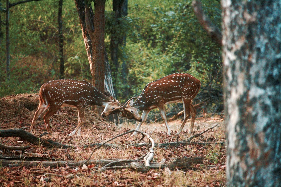 Fawns locking horns at Pench