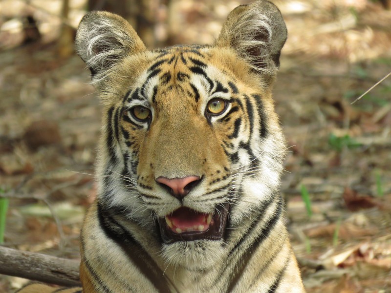 Fearless Tigress2
