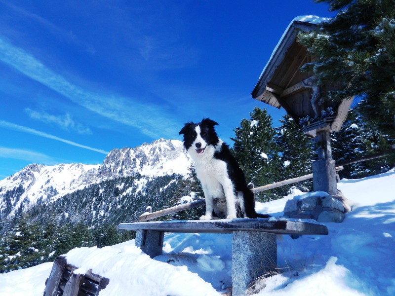 Fedeltà (grazie Valter) - panoramio