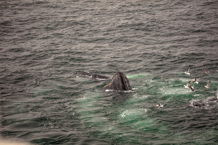 Feeding Humpback Whale, Gerlache Strait, Antarctic Peninsula (25369621994)