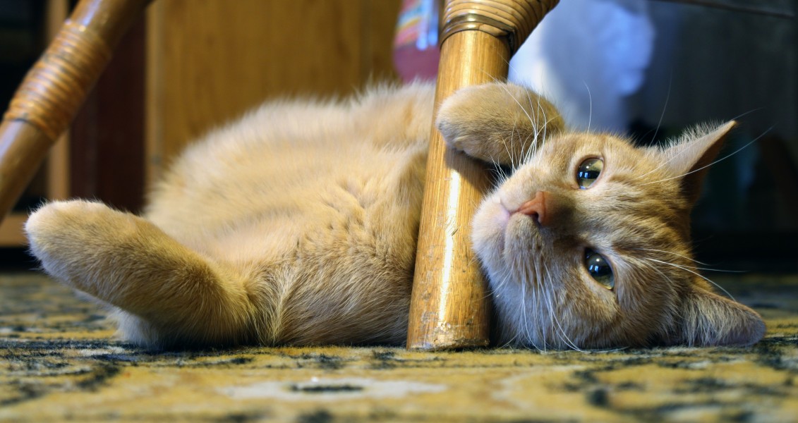 Felis catus 02