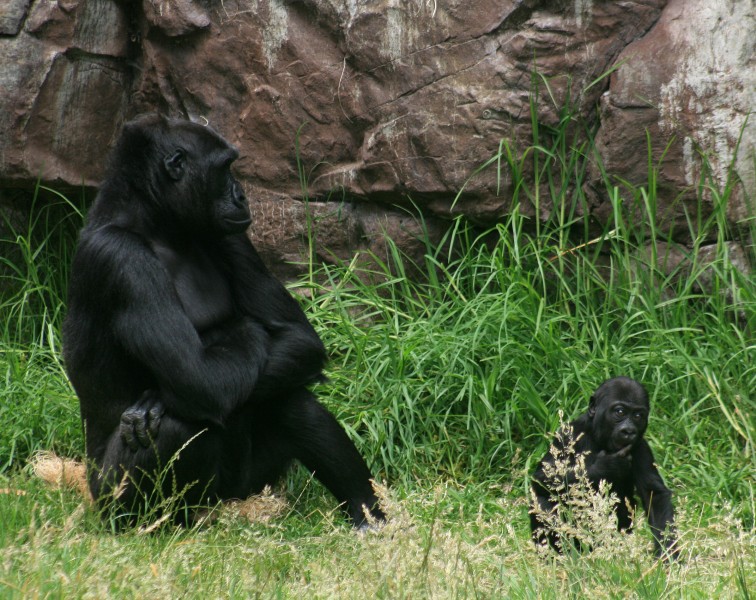 Female gorilla with 8 months old baby boy gorilla in SF zoo