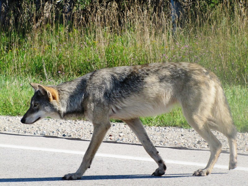 Female Gray Wolf (6045673957)