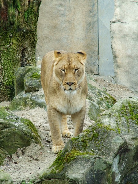 Female lion front