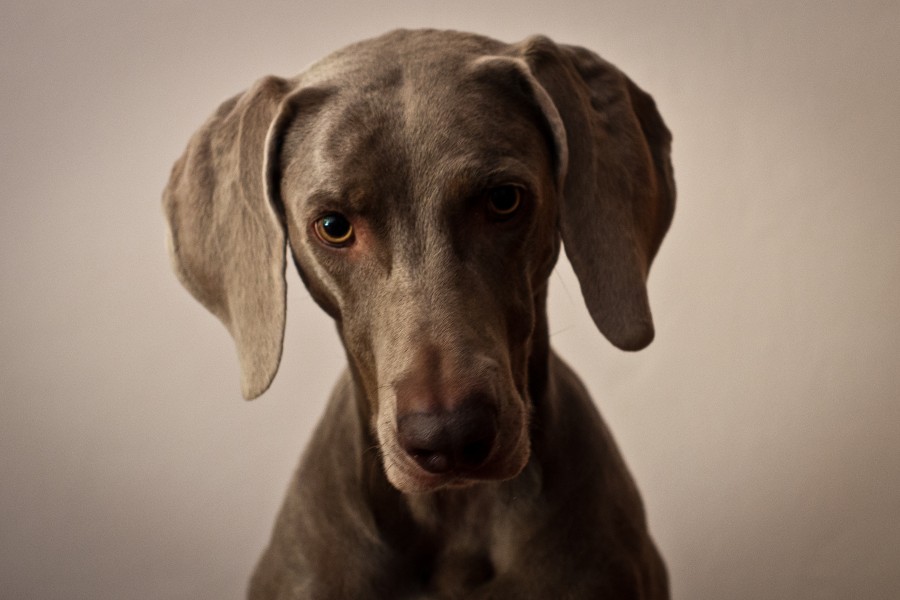 Female weimaraner Molly
