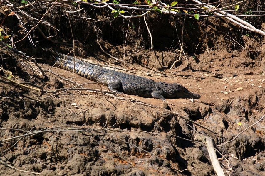 FemaleCrocodile DaintreeRiver
