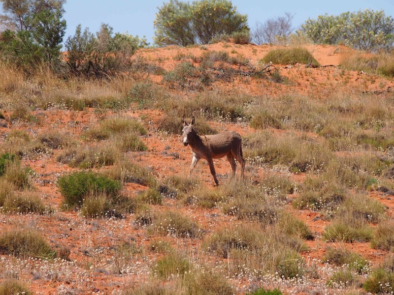Feral donkey