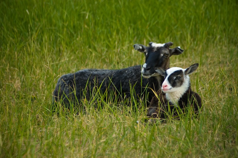 Finnsheep with lamb