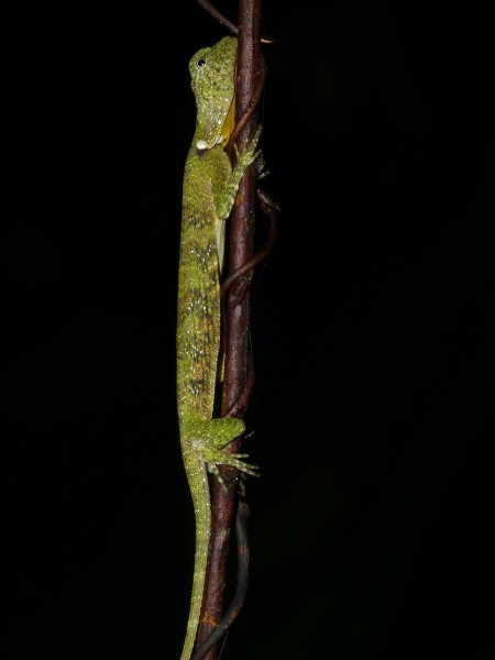 Five-banded Gliding Lizard (Draco quinquefasciatus) (8687609589)