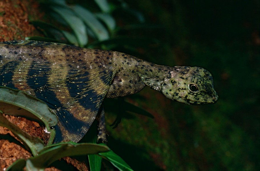 Five-lined Flying Dragon (Draco quinquefasciatus) (14163088876)