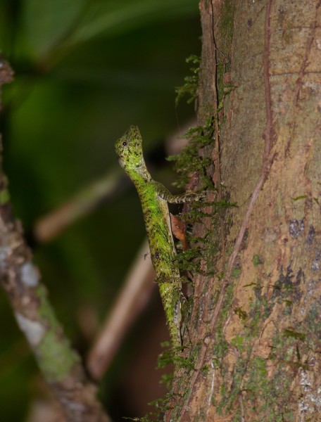 Five-lined Flying Dragon (Draco quinquefasciatus) female (15315207030)