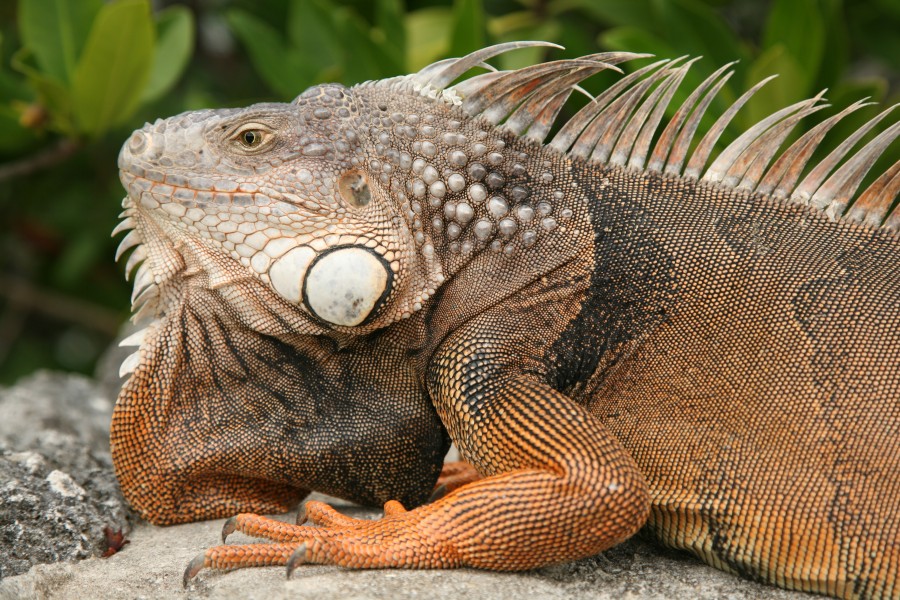 FL Iguana