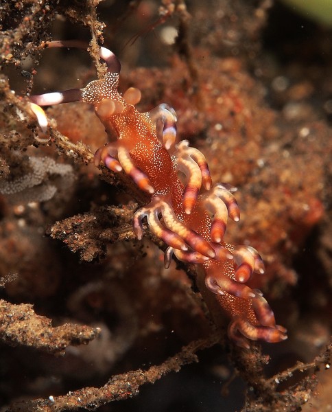Flabellina riwo (6859317629)