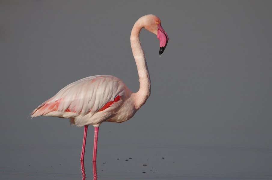 Flamant rose009 thyna
