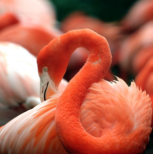 Flamingo National Zoo