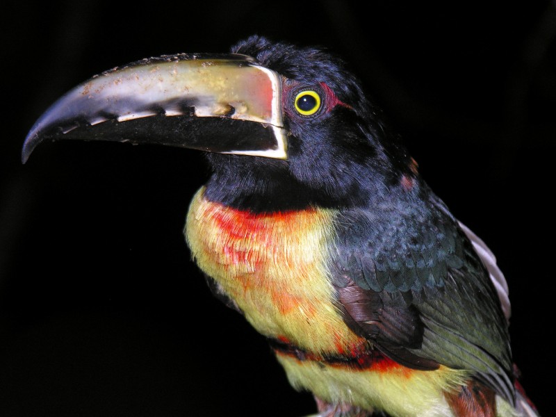Flickr - archer10 (Dennis) - Belize-0924 - Toucan