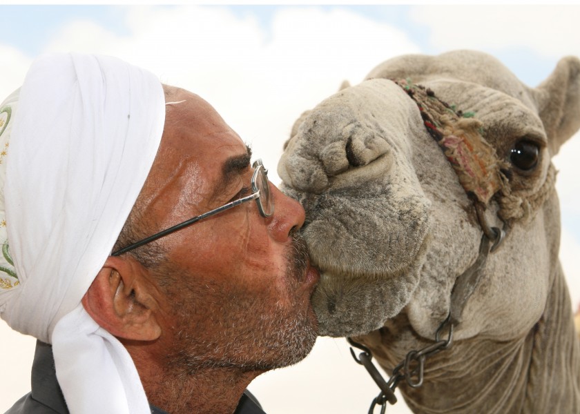 Flickr - DavidDennisPhotos.com - Man Kissing Camel near Sphinx in Cairo