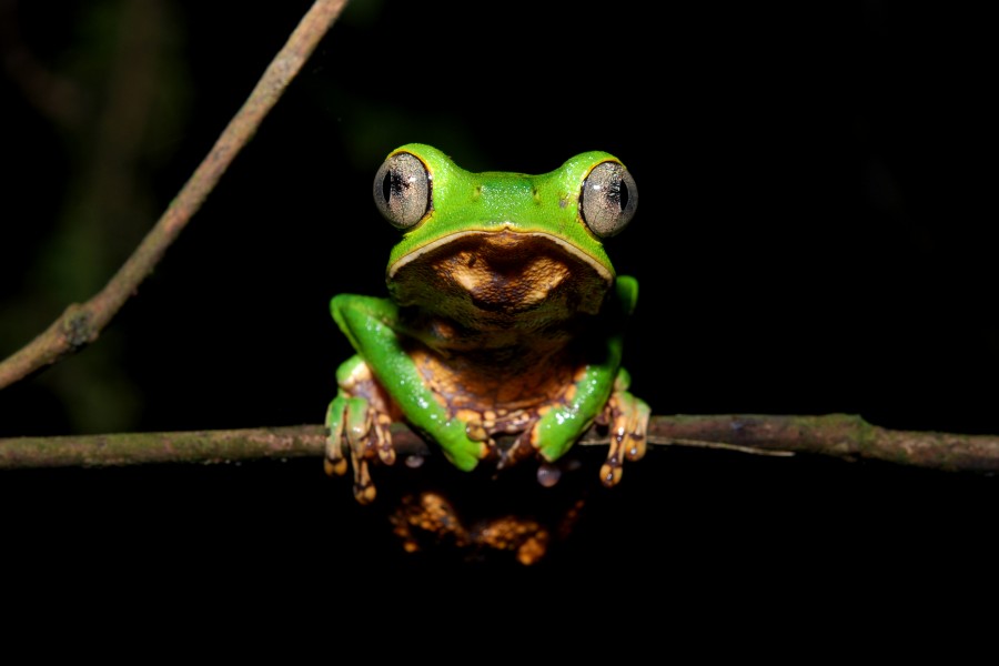 Flickr - ggallice - Monkey treefrog (2)