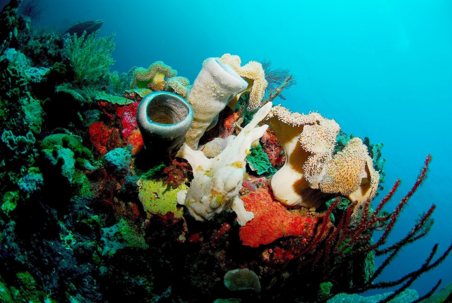 Flickr - JennyHuang - Where is the frogfish