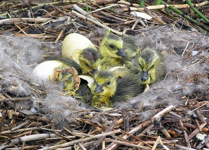 Flickr - Oregon Department of Fish & Wildlife - canada goslings kitchen odfw