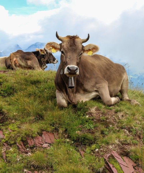 Flumserberg (Schweiz) -- 2011 -- 1