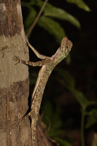 Flying Dragon (Draco sp.) (16136122233)