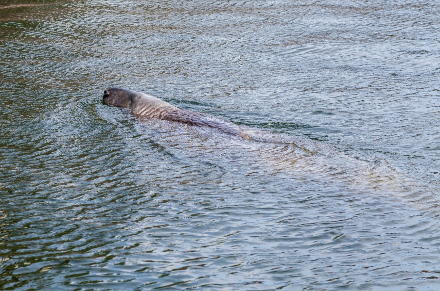 Focario de focas grises (Halichoerus grypus), Hel, Polonia, 2013-05-23, DD 08
