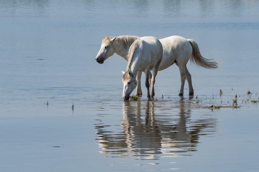Foce del Isonzo horses -0679