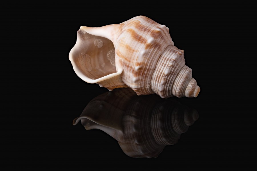 Focus stack of a shell, 1811080802, ako