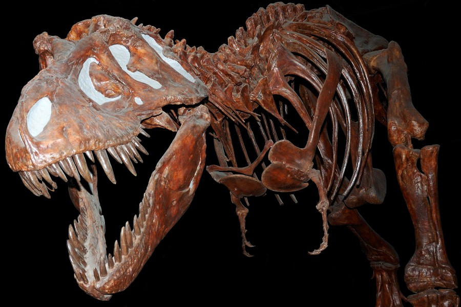 Fossil Tyranausaurus Rex at the Royal Tyrell Museum, Alberta, Canada