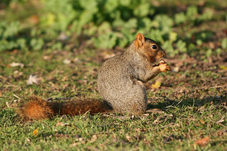 Fox squirrel2