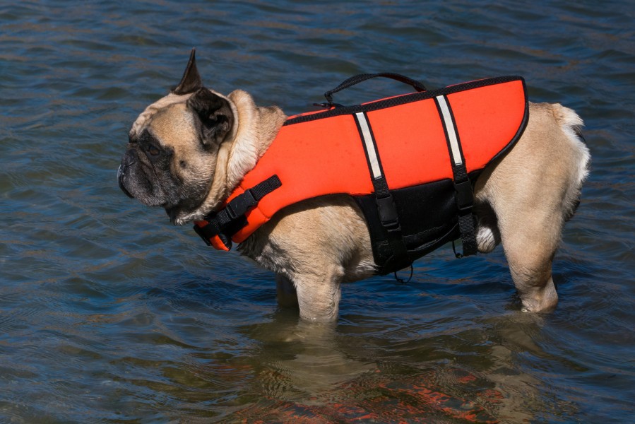 French bulldog in life jacket