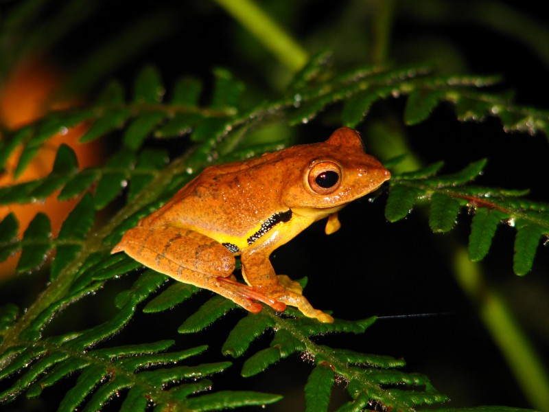 Frog Rhacophorus bipunctatus IMG 0635 02